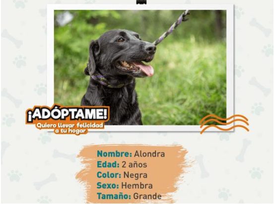 Alondra