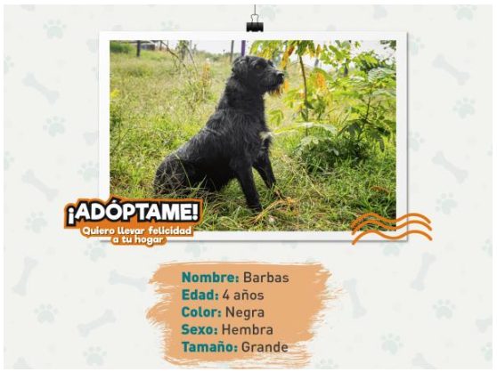 Barbas