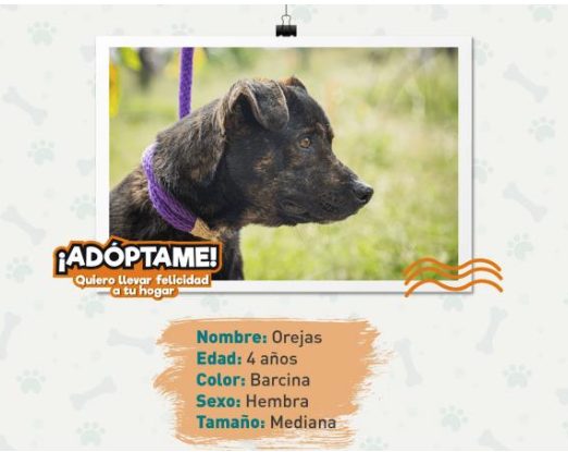 Orejas