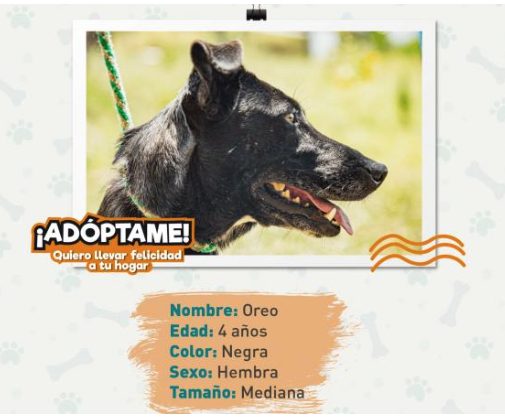 Oreo