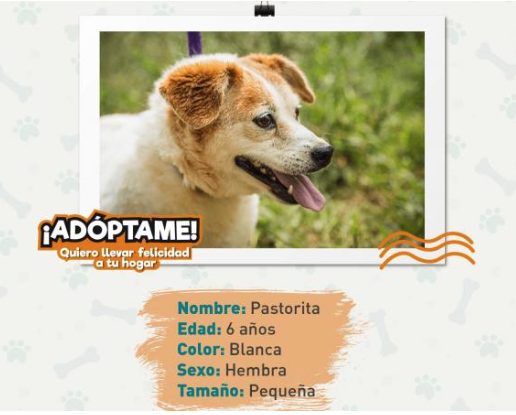 Pastorita