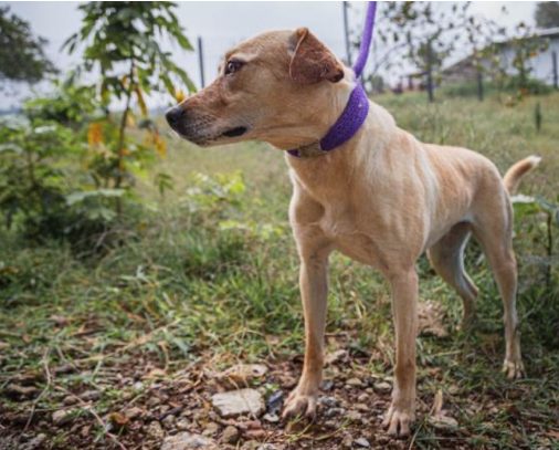 Rosita