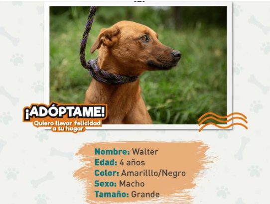 Walter
