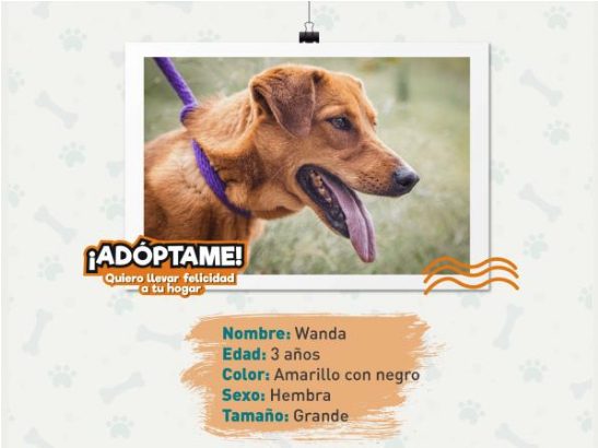 Wanda