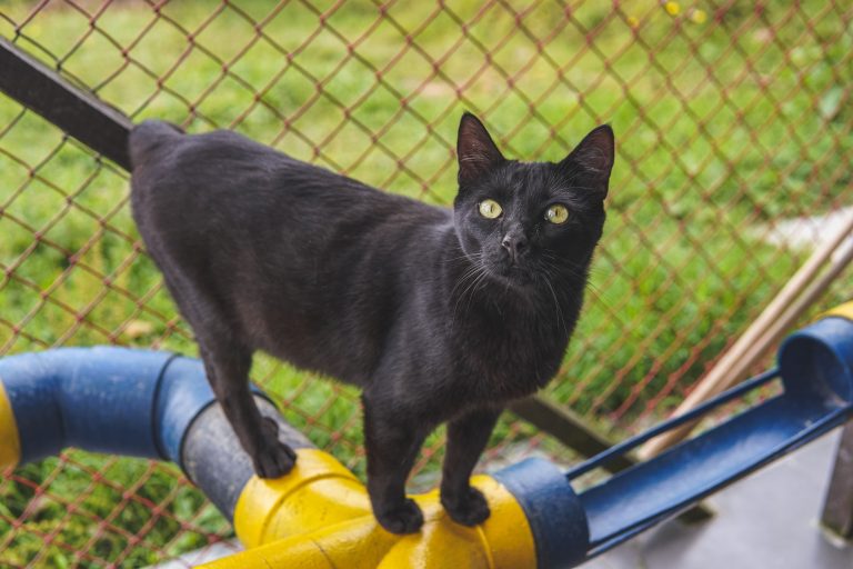 Negrito