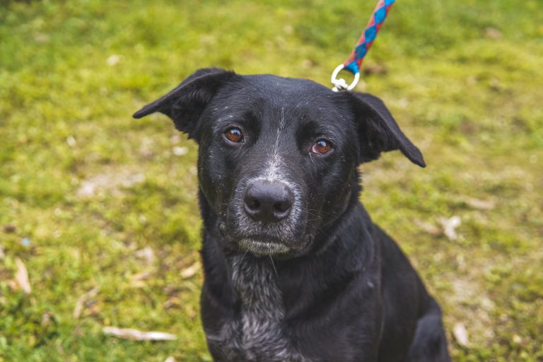 Ringo